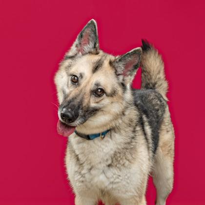 Enlarge Rona, a Adoptable mixed breed in Mount Holly, NJ image 2/3