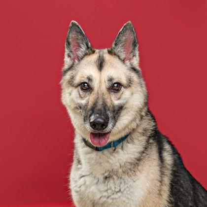 Enlarge Rona, a Adoptable mixed breed in Mount Holly, NJ image 2/2