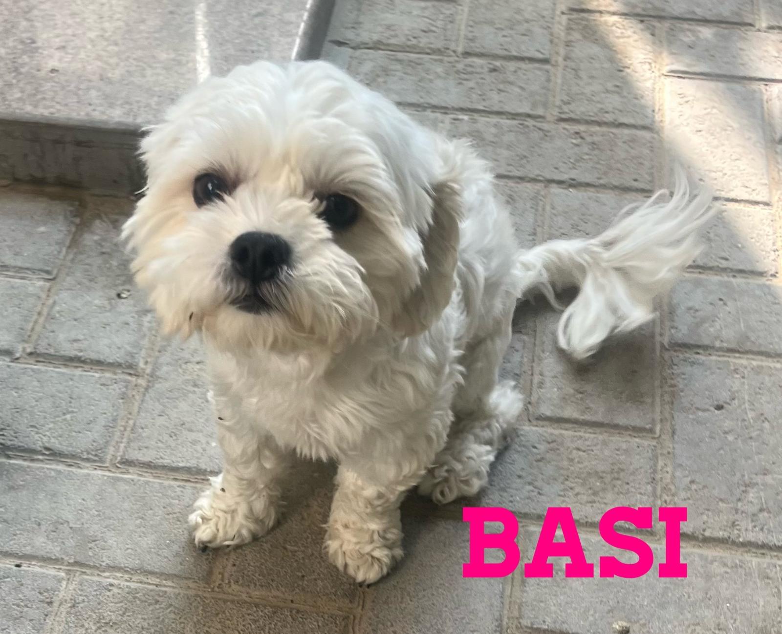Basi, a ADOPTABLE mixed breed in Scarborough, ON image 2/4