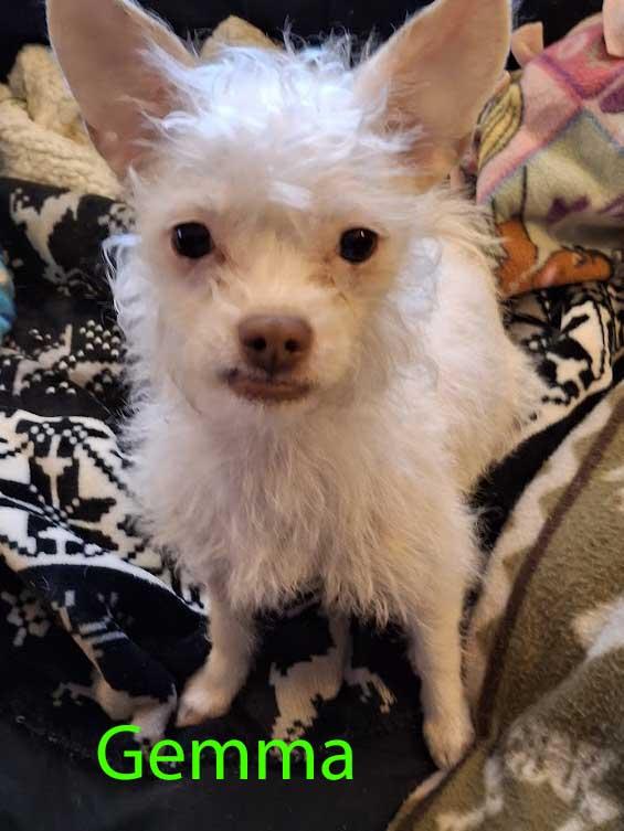 Gemma and Nora, an adoptable mixed breed in White Bear Lake, MN image 3/5