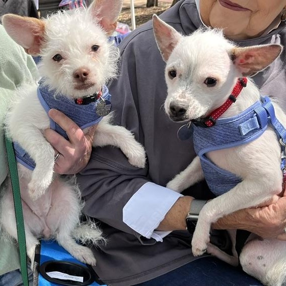 Gemma and Nora, an adoptable mixed breed in White Bear Lake, MN image 2/5