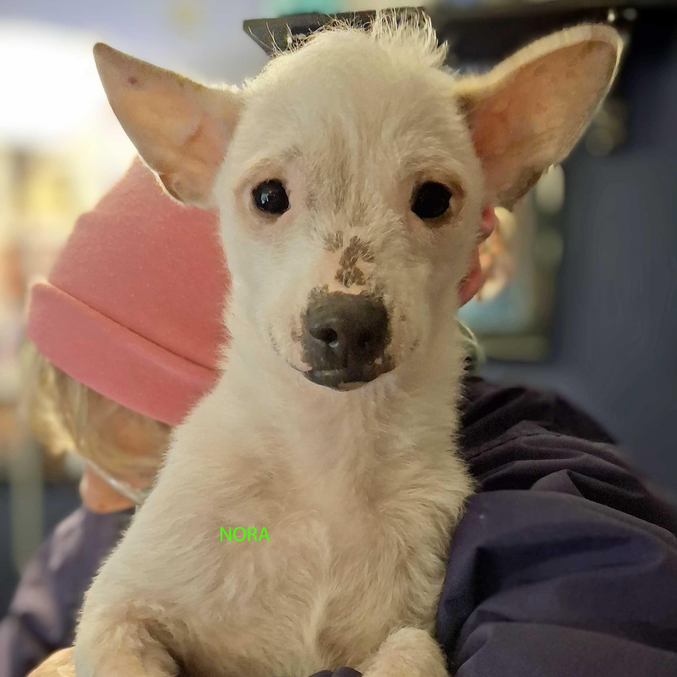 Gemma and Nora, an adoptable mixed breed in White Bear Lake, MN image 4/5