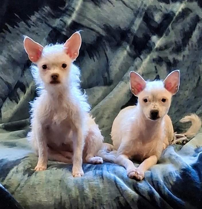 Gemma and Nora, an adoptable mixed breed in White Bear Lake, MN image 1/5