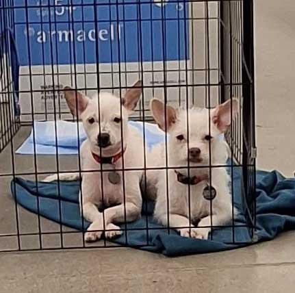 Gemma and Nora, an adoptable mixed breed in White Bear Lake, MN image 5/5