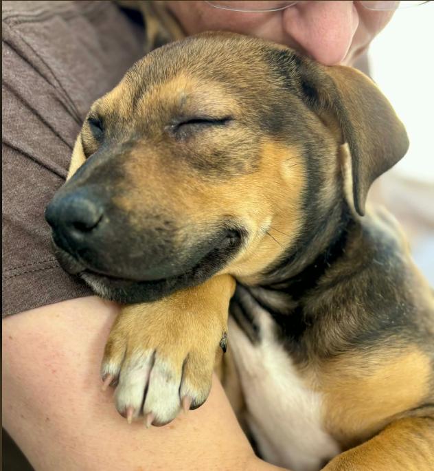 Enlarge Goldie, an adopted mixed breed in Eutawville, SC image 1/5