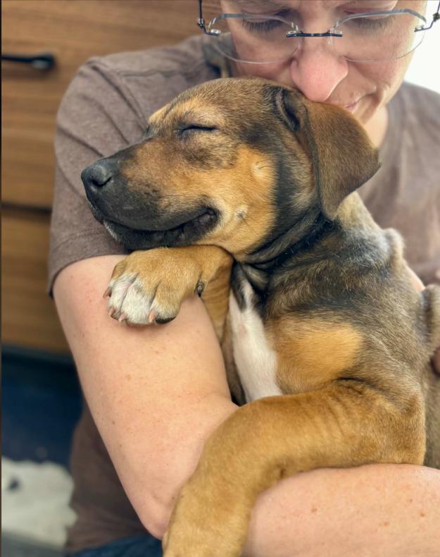 Enlarge Goldie, an adopted mixed breed in Eutawville, SC image 2/5