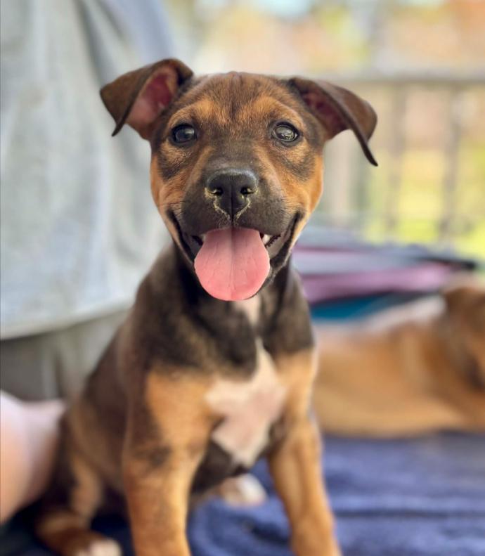 Enlarge Goldie, an adopted mixed breed in Eutawville, SC image 4/5