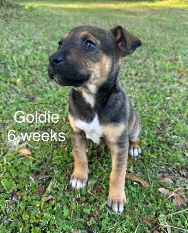 Goldie, Adoptable, Puppy Female Mixed Breed.