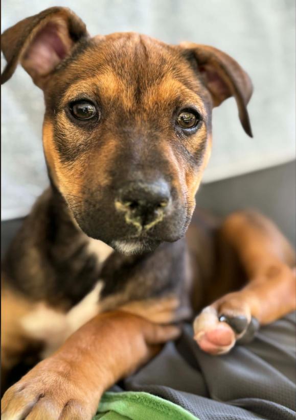 Enlarge Goldie, an adopted mixed breed in Eutawville, SC image 5/5