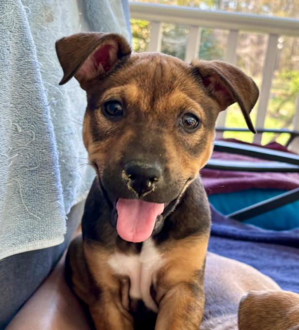 Enlarge Goldie, an adopted mixed breed in Eutawville, SC image 3/5