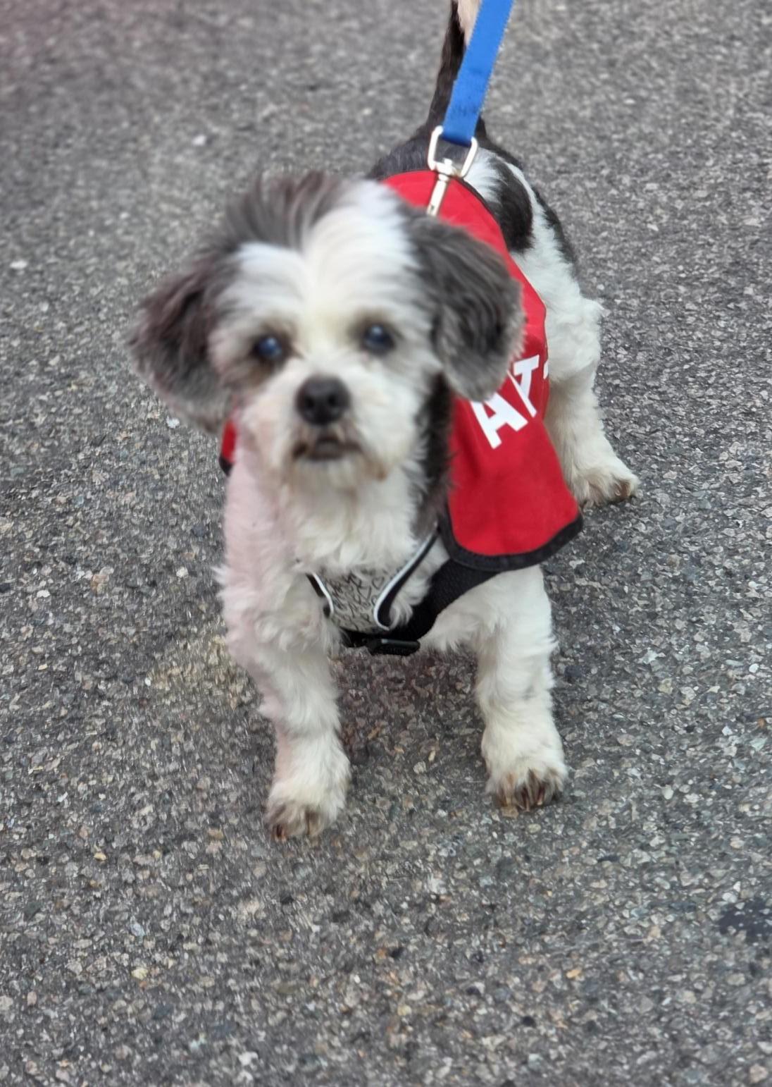 Betty, ADOPTABLE, Adult Female Shih Tzu.