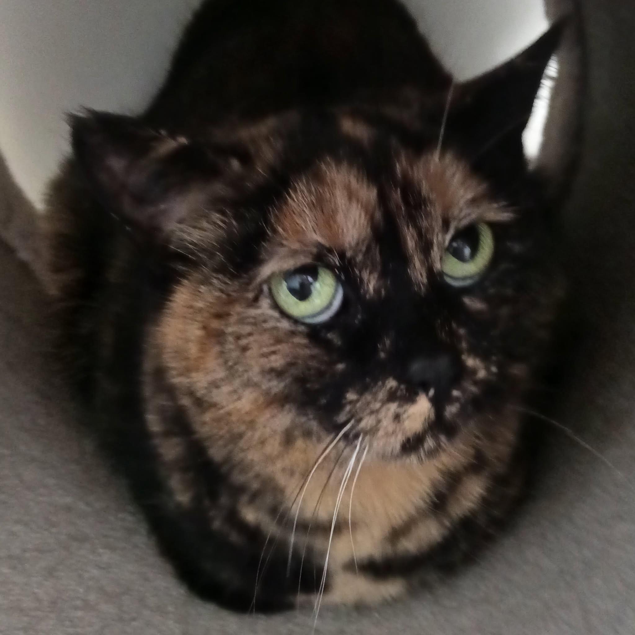 Elphaba - ADOPTION PENDING 2