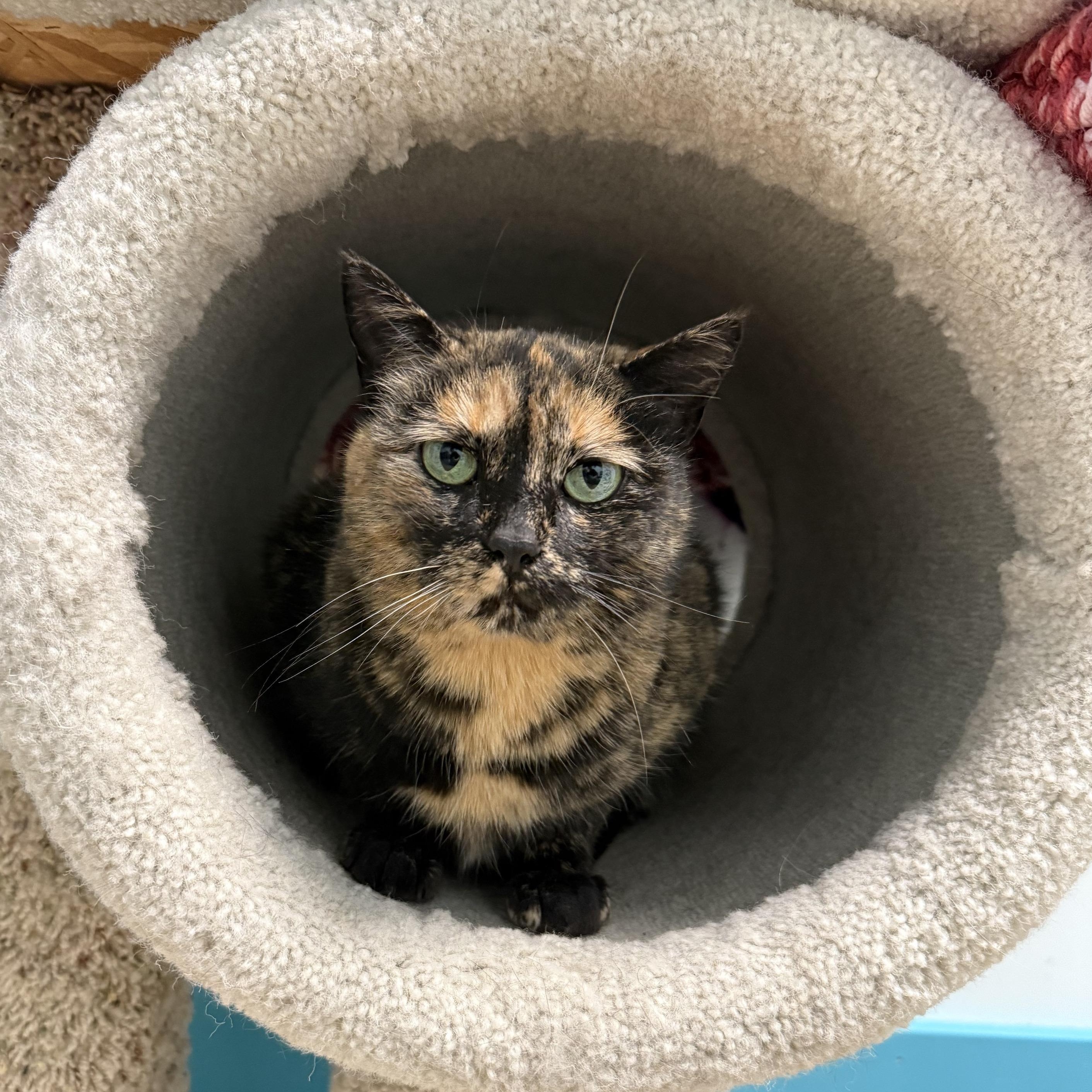 Elphaba - ADOPTION PENDING