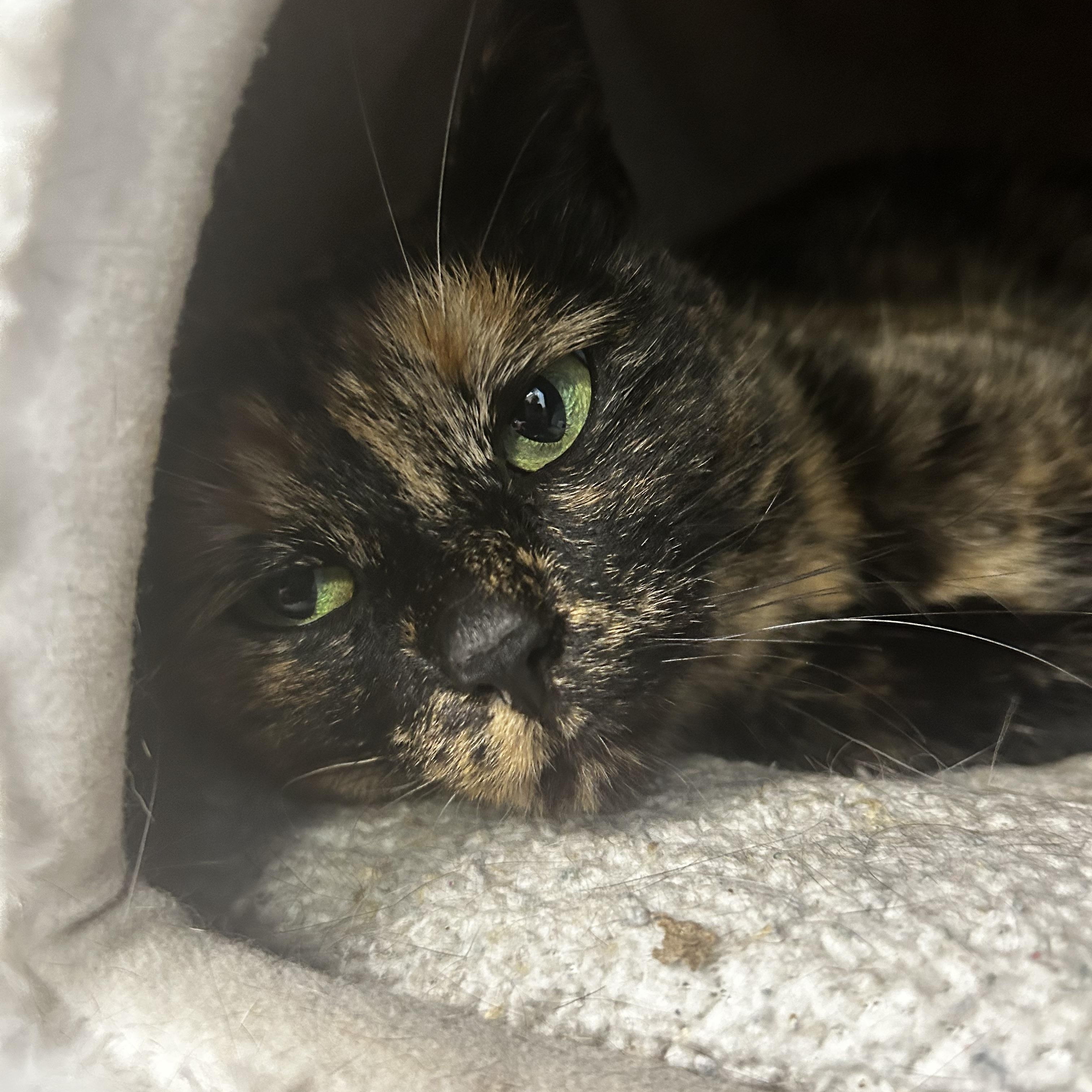 Elphaba - ADOPTION PENDING 4