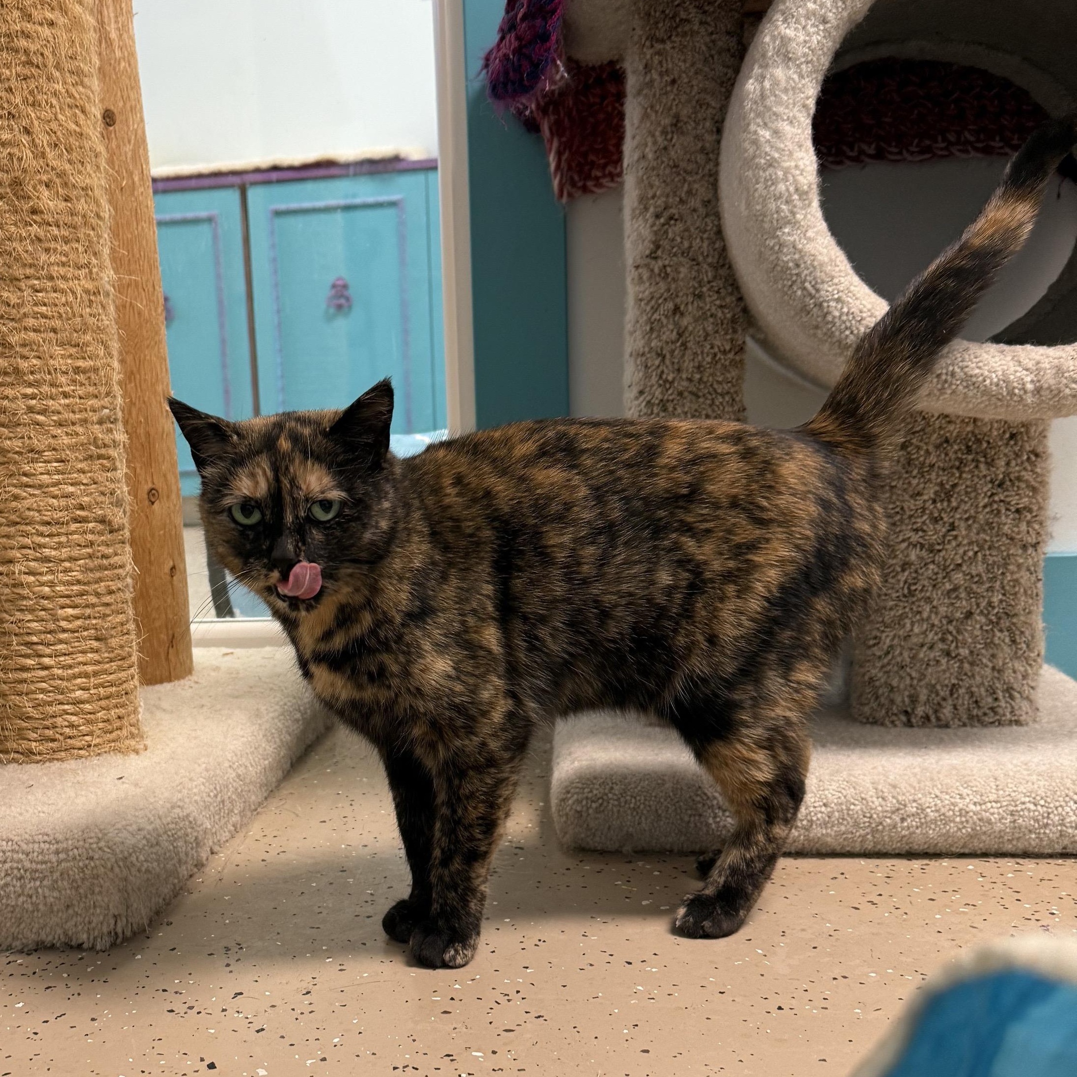 Elphaba - ADOPTION PENDING 6