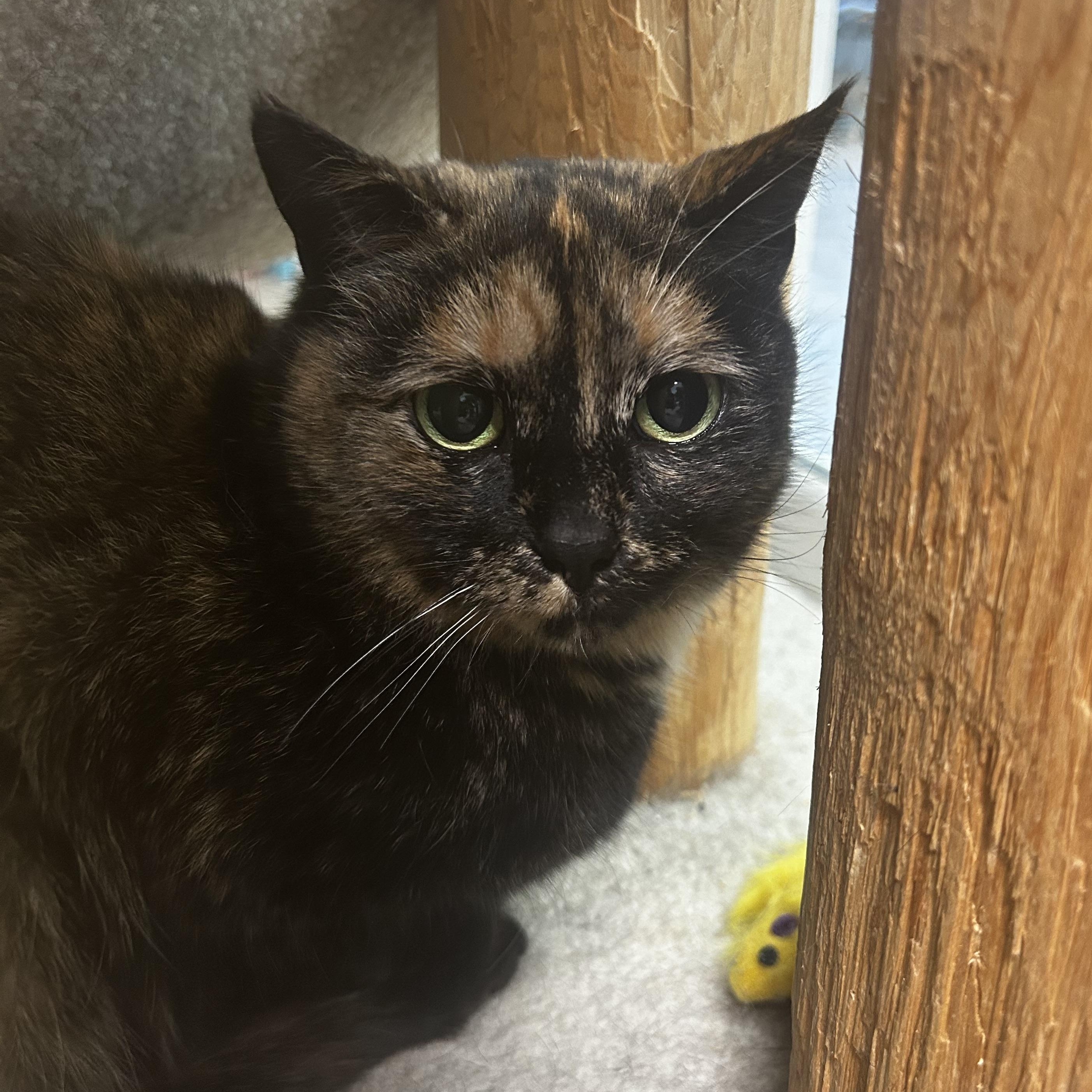 Elphaba - ADOPTION PENDING 3