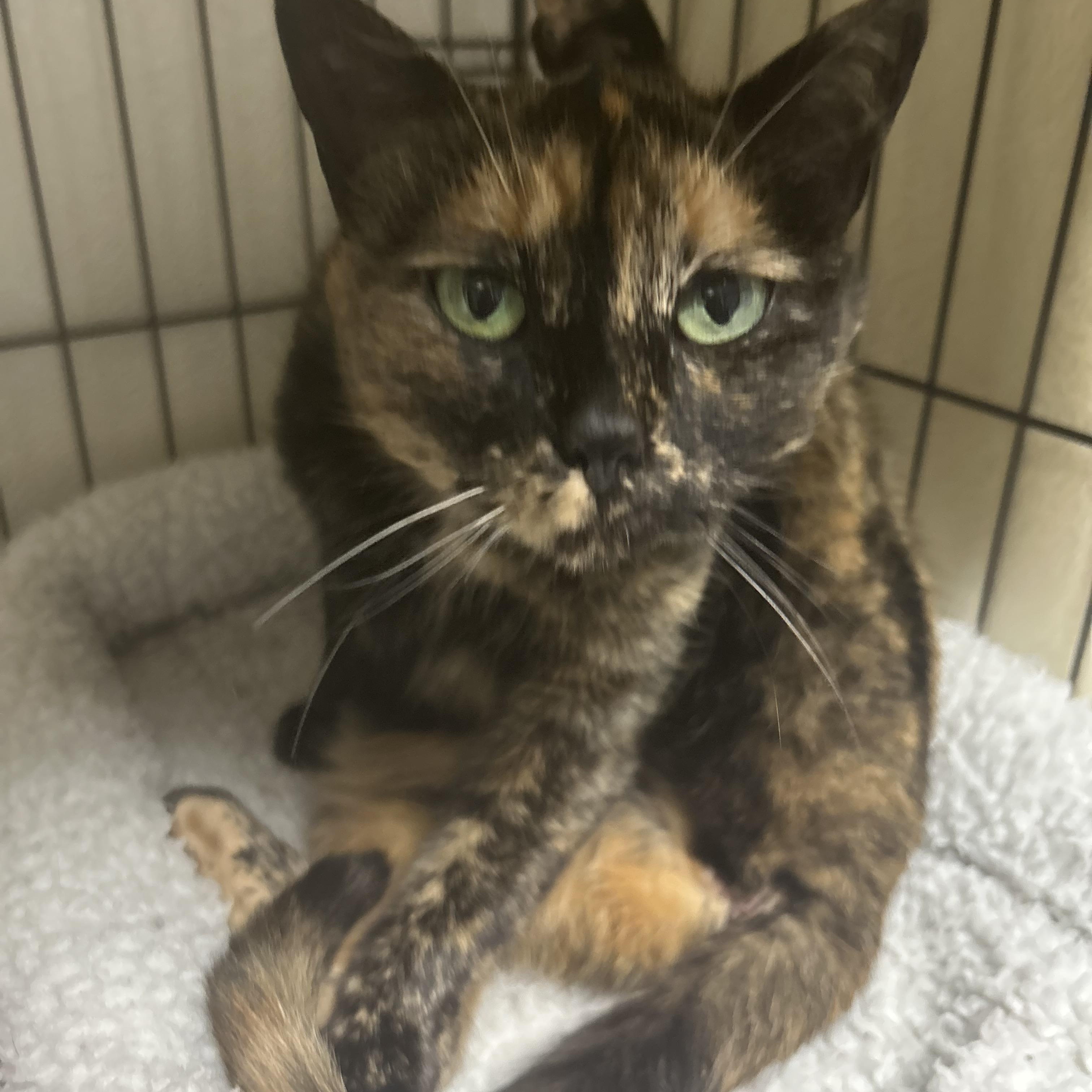 Elphaba - ADOPTION PENDING 5