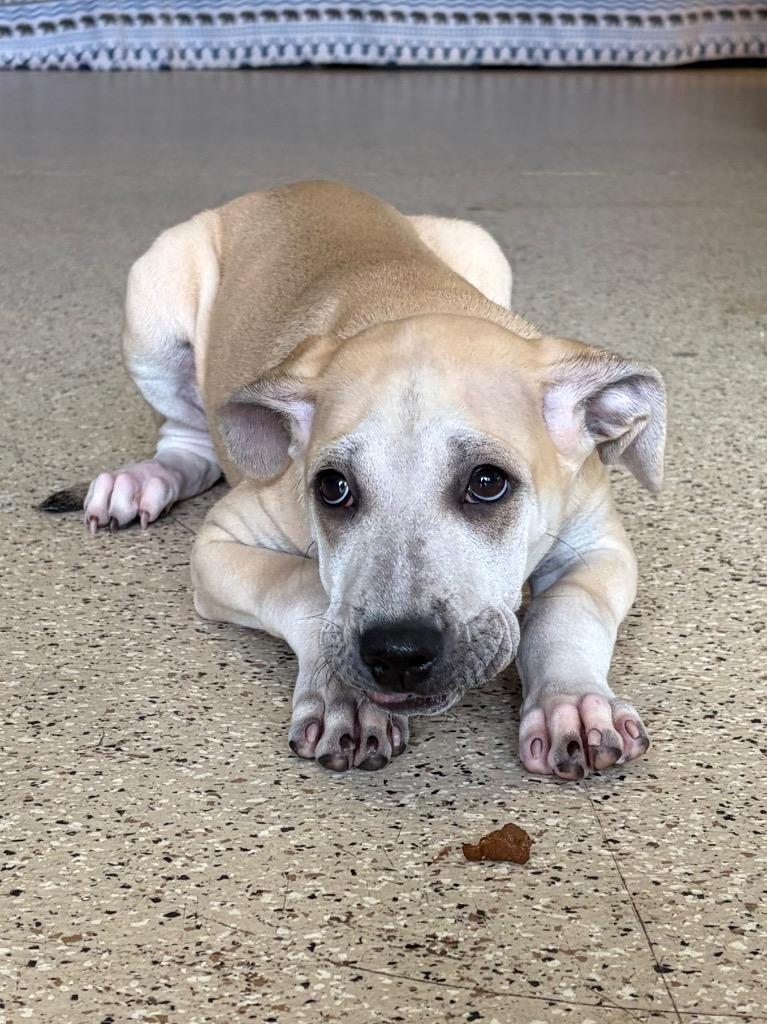 Myrtle - Sponsored by Charlene Lanam, Adoptable, Puppy Female Mixed Breed & Pit Bull Terrier.