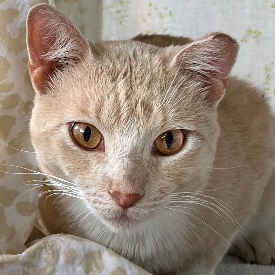 Dijon, ADOPTABLE, Young Male Domestic Short Hair.