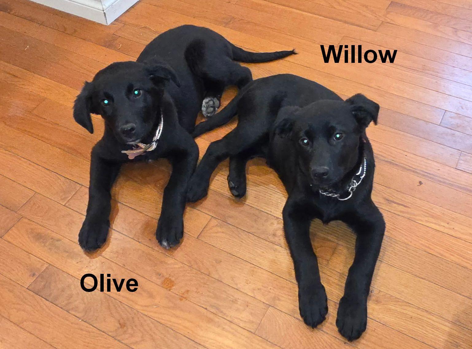 Enlarge Olive, a Adopted mixed breed in LEWISTON, ID image 1/6