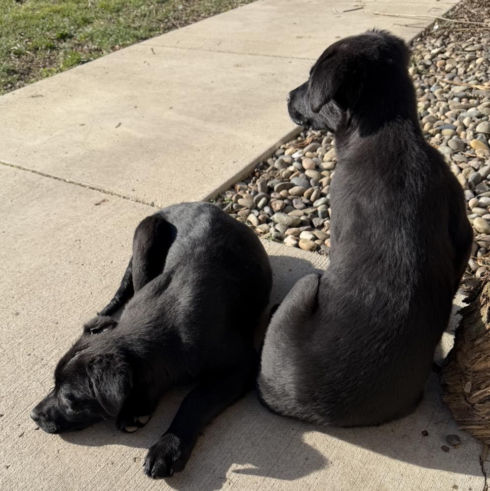 Enlarge Olive, a Adopted mixed breed in LEWISTON, ID image 3/6