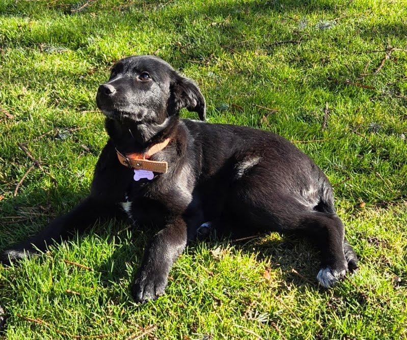 Enlarge Olive, a Adopted mixed breed in LEWISTON, ID image 4/6