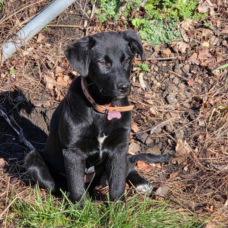 Enlarge Olive, a Adopted mixed breed in LEWISTON, ID image 6/6