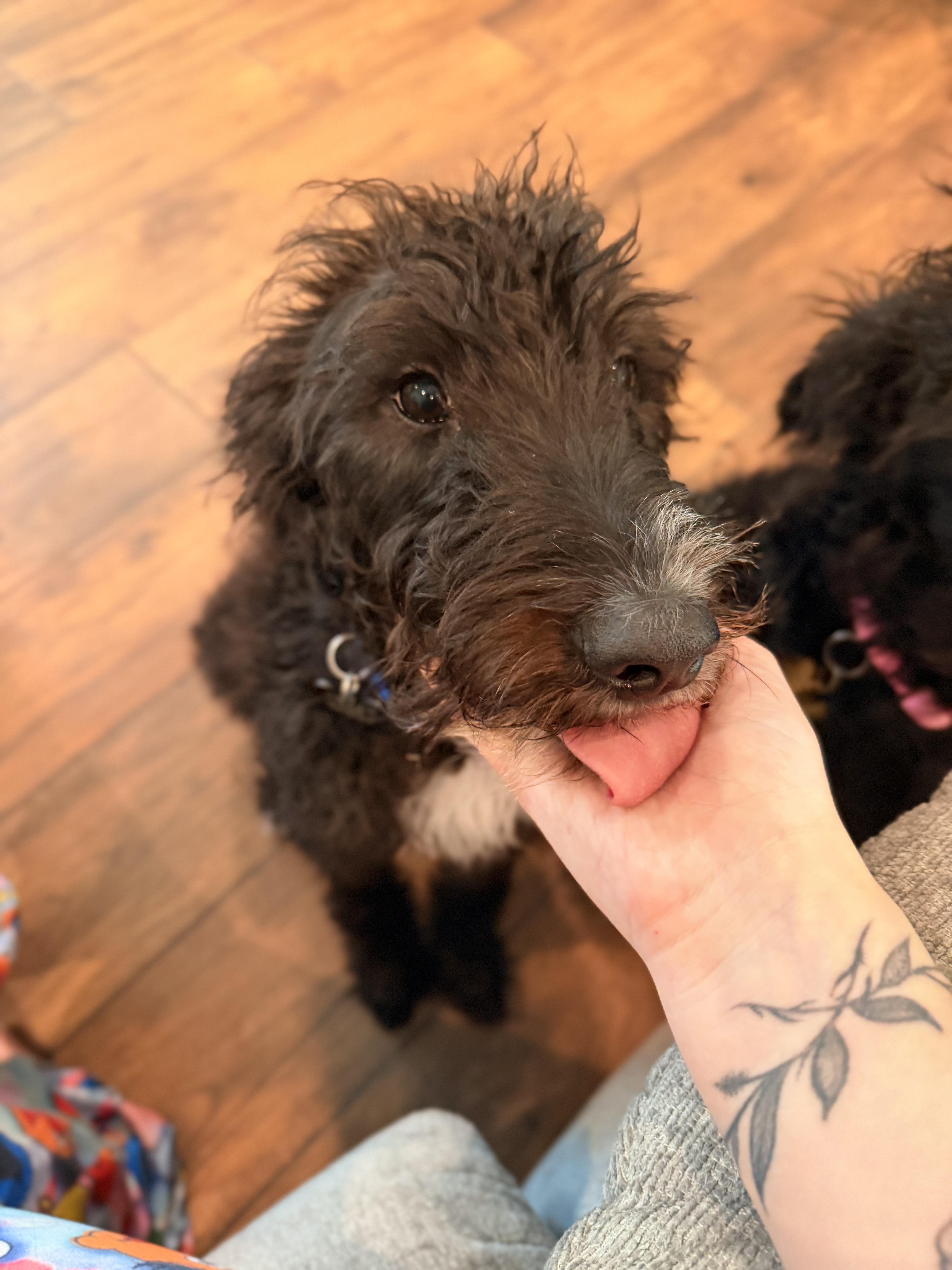 Enlarge Winston, a Adoptable Labradoodle in Nashville, TN image 5/6