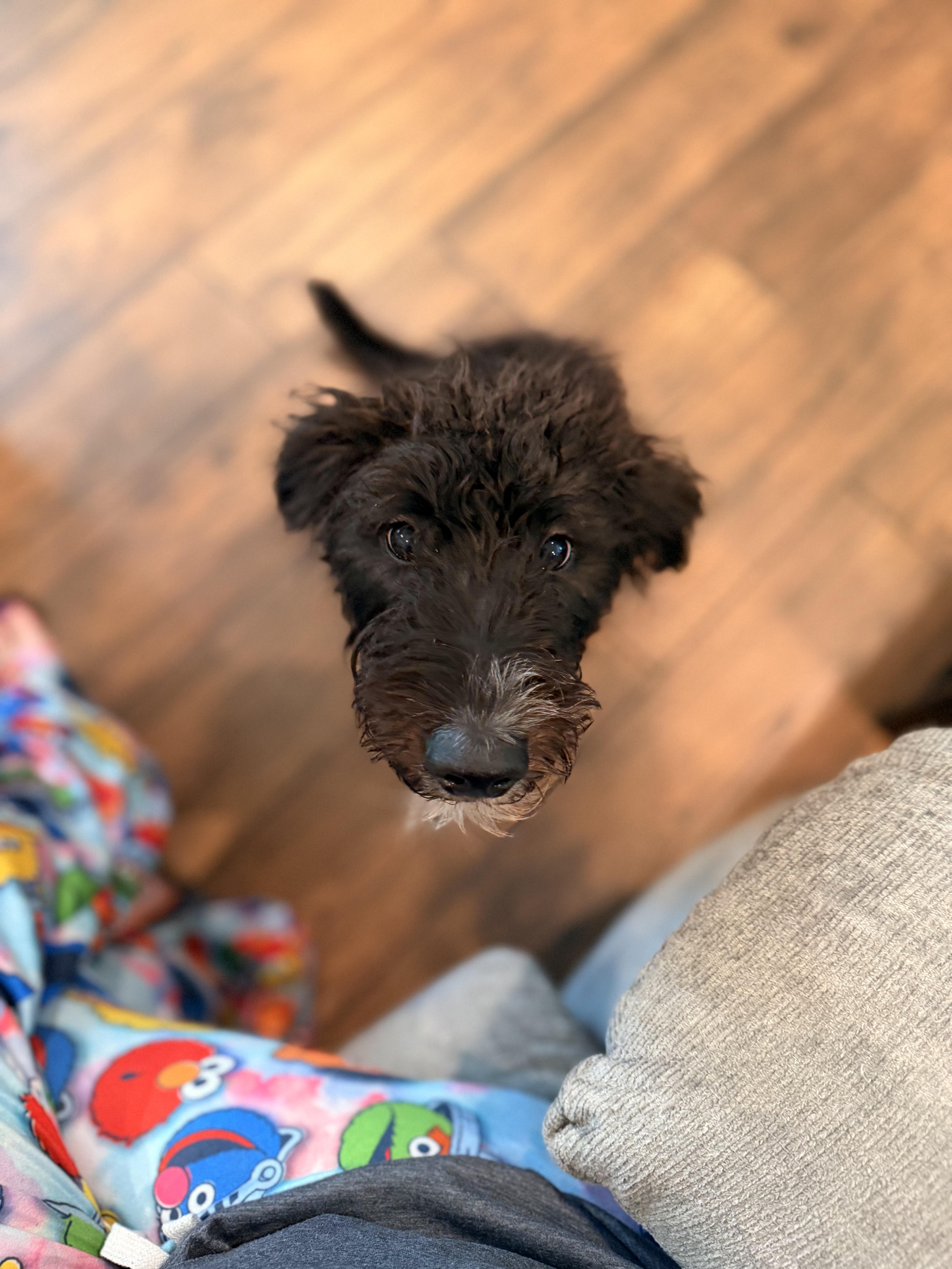 Enlarge Winston, a Adoptable Labradoodle in Nashville, TN image 3/6