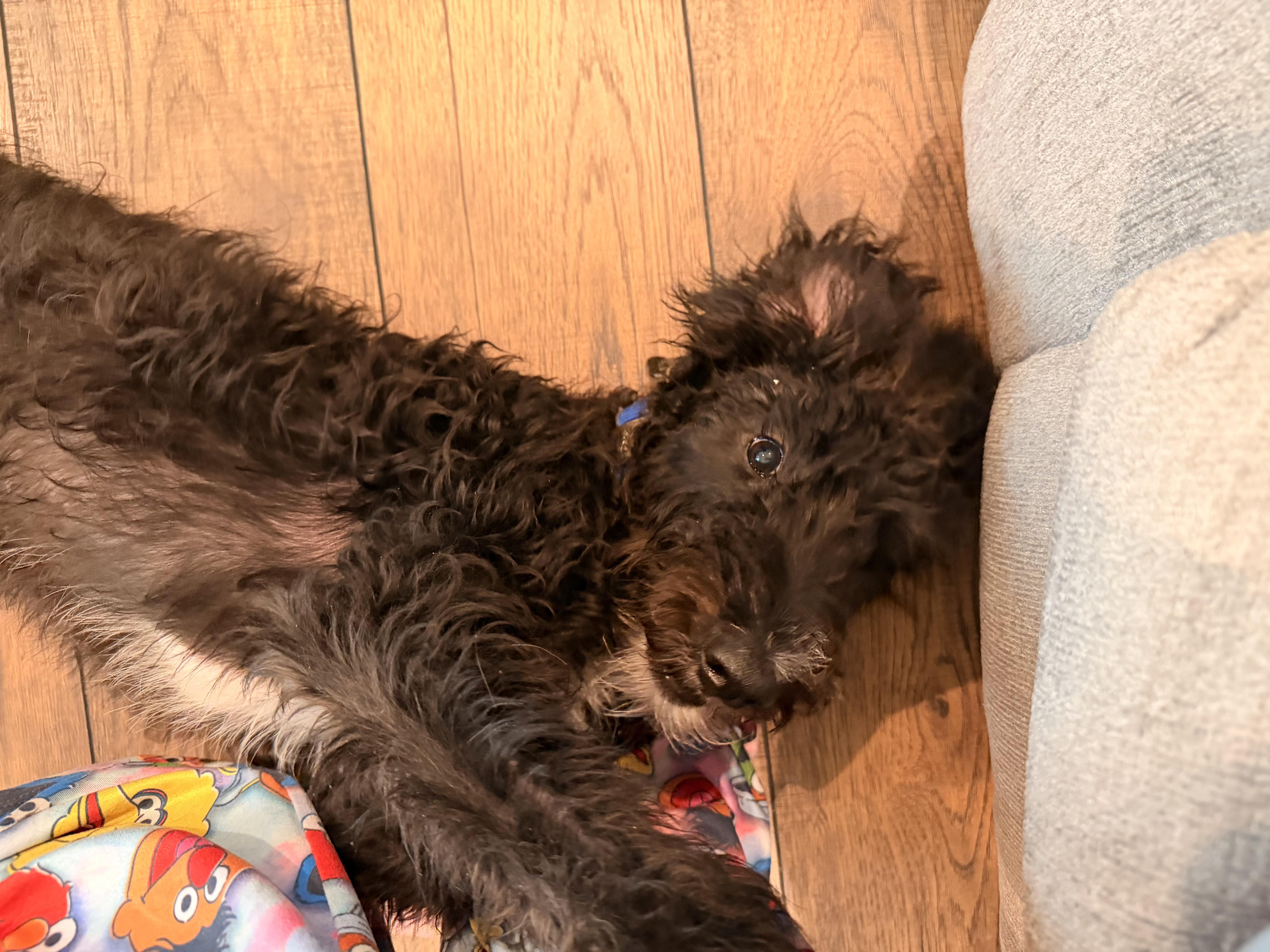 Enlarge Winston, a Adoptable Labradoodle in Nashville, TN image 4/6