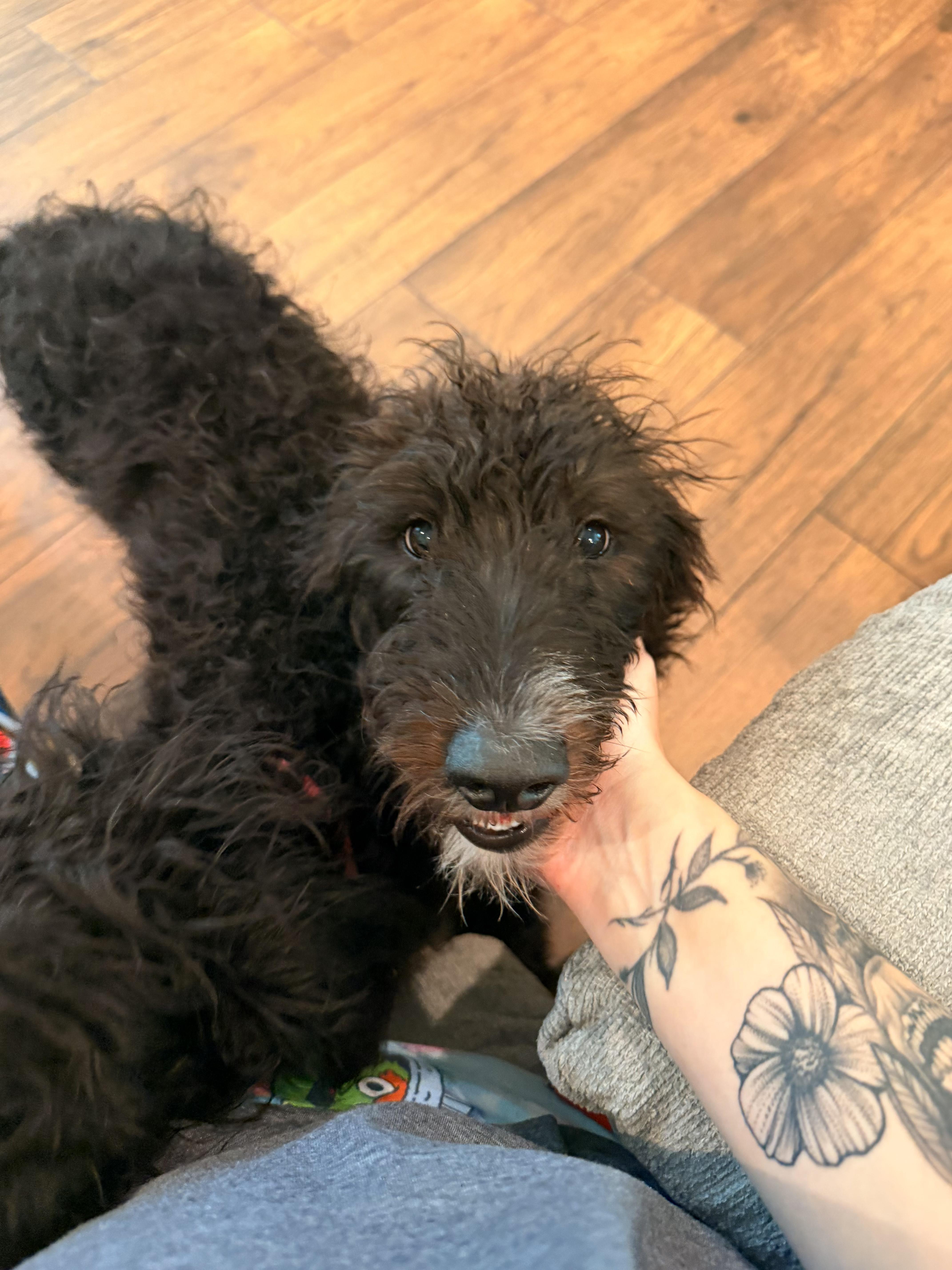 Enlarge Winston, a Adoptable Labradoodle in Nashville, TN image 2/6
