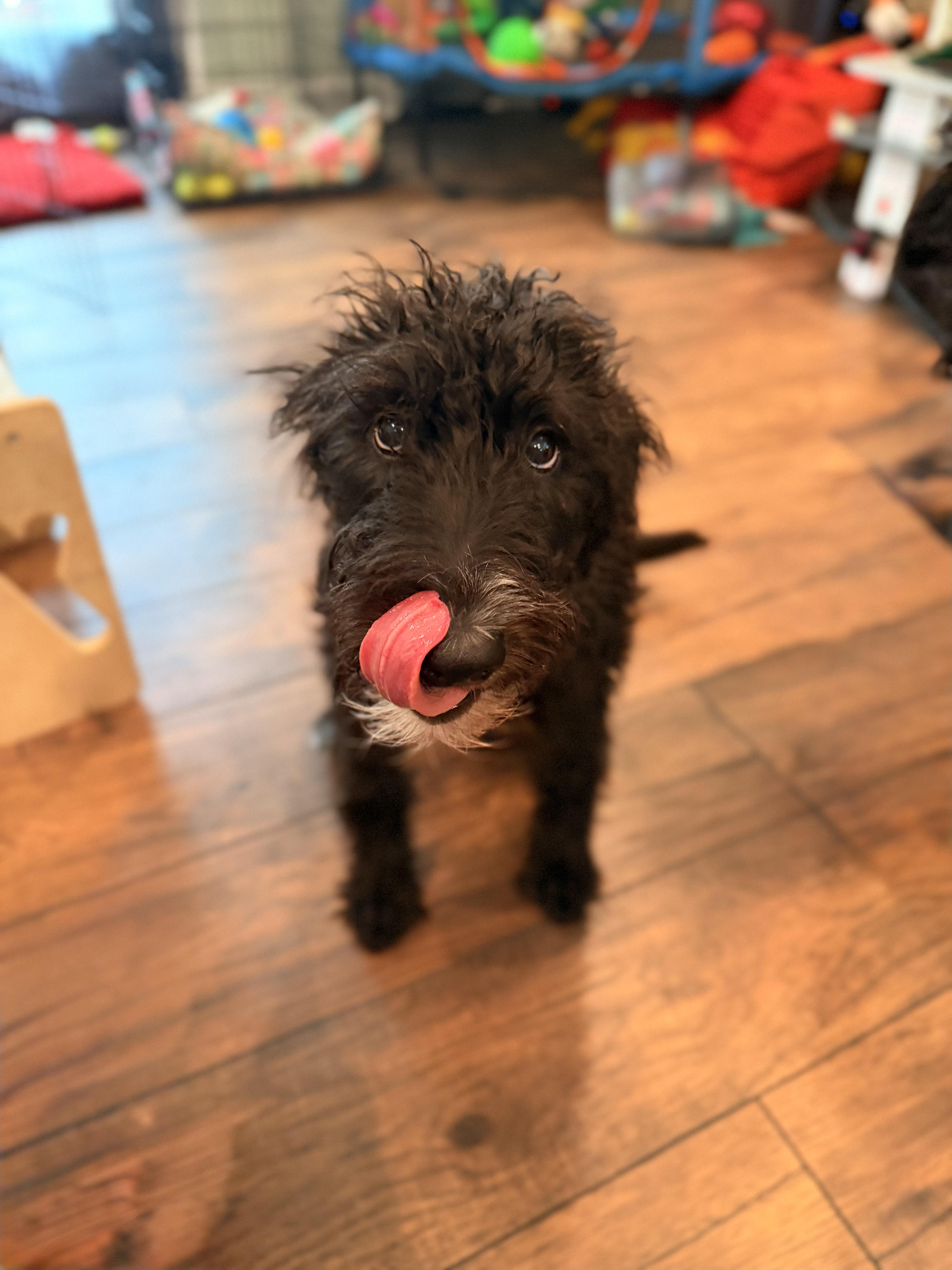 Enlarge Winston, a Adoptable Labradoodle in Nashville, TN image 6/6