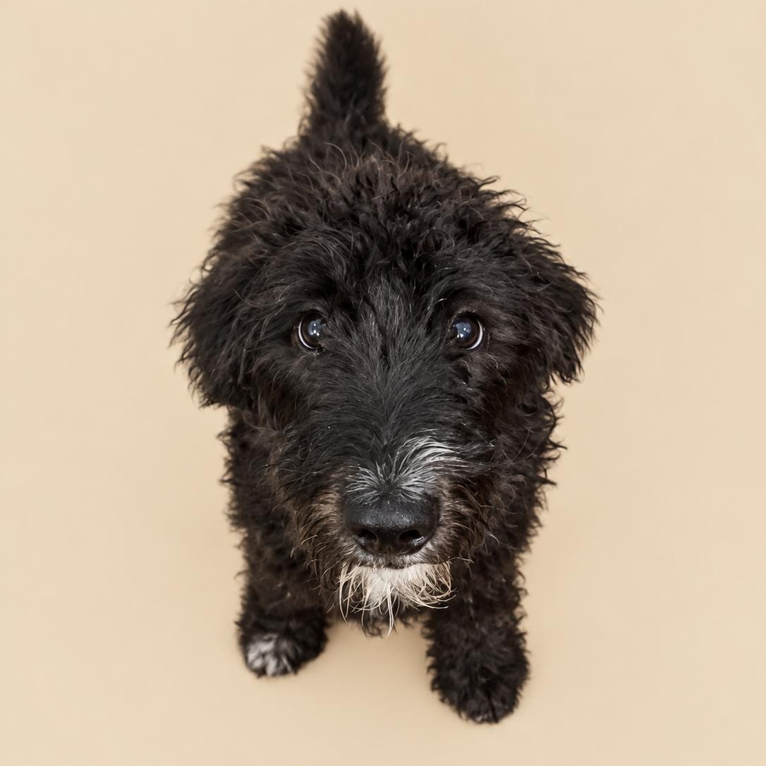 Winston, Adoptable, Young Male Labradoodle.