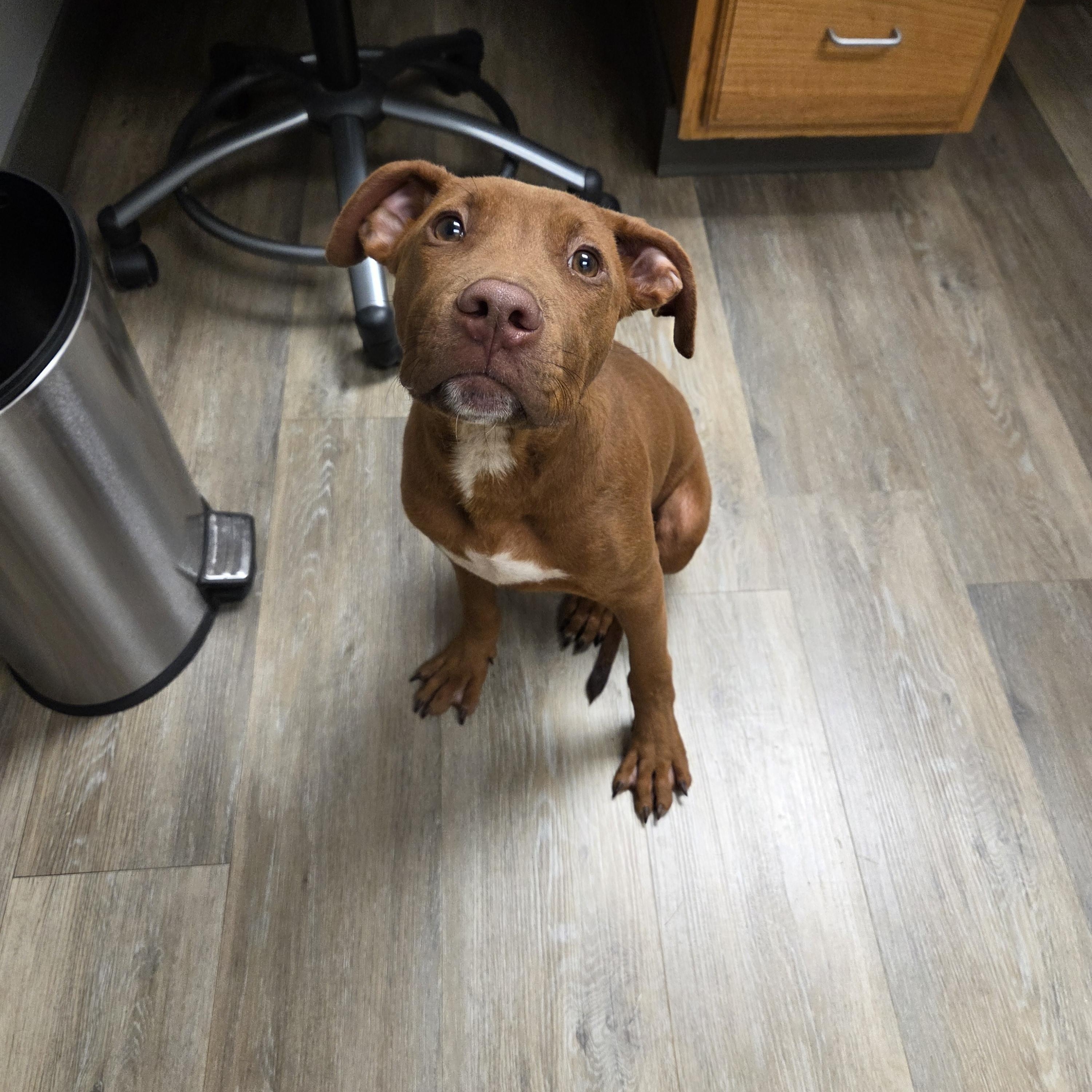 Sutton , ADOPTABLE, Puppy Male Pit Bull Terrier.