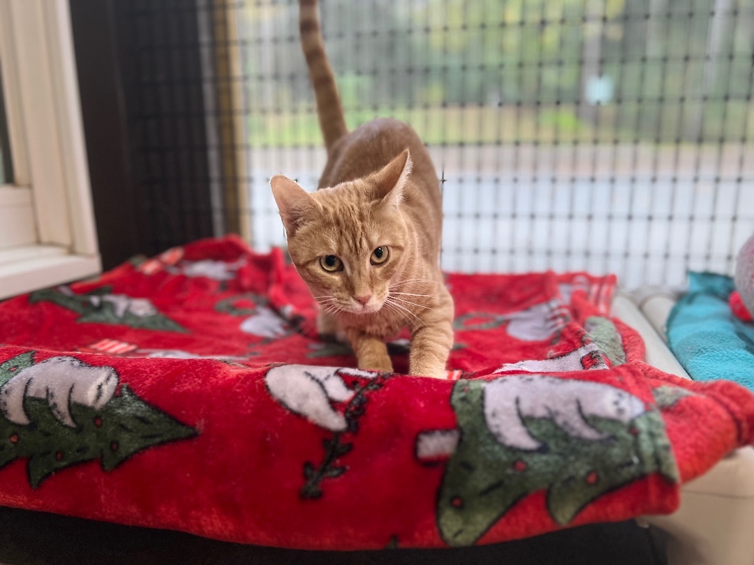 Pickles, an adoptable Domestic Short Hair in Winthrop, ME, 04364 | Photo Image 2