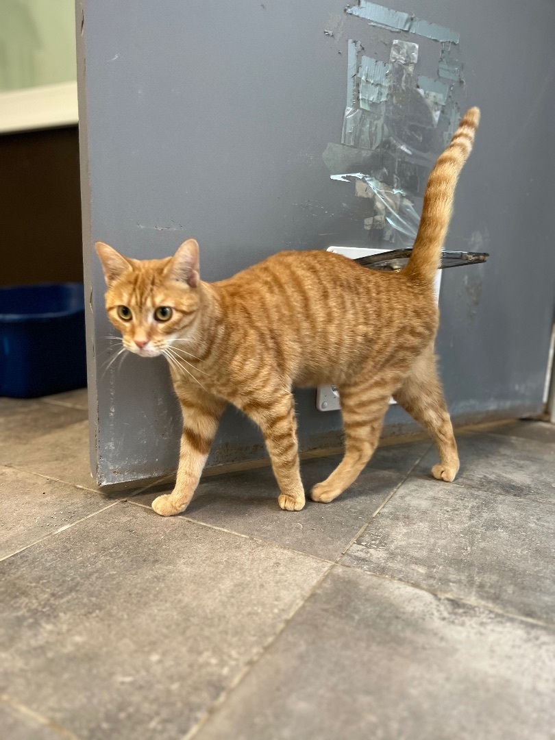 Pickles, an adoptable Domestic Short Hair in Winthrop, ME, 04364 | Photo Image 3