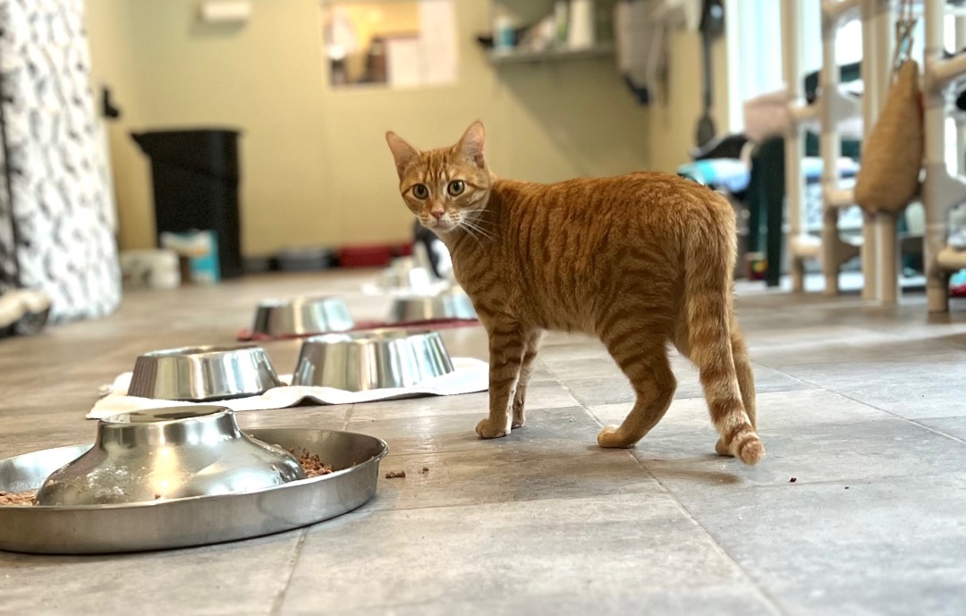 Pickles, an adoptable Domestic Short Hair in Winthrop, ME, 04364 | Photo Image 4