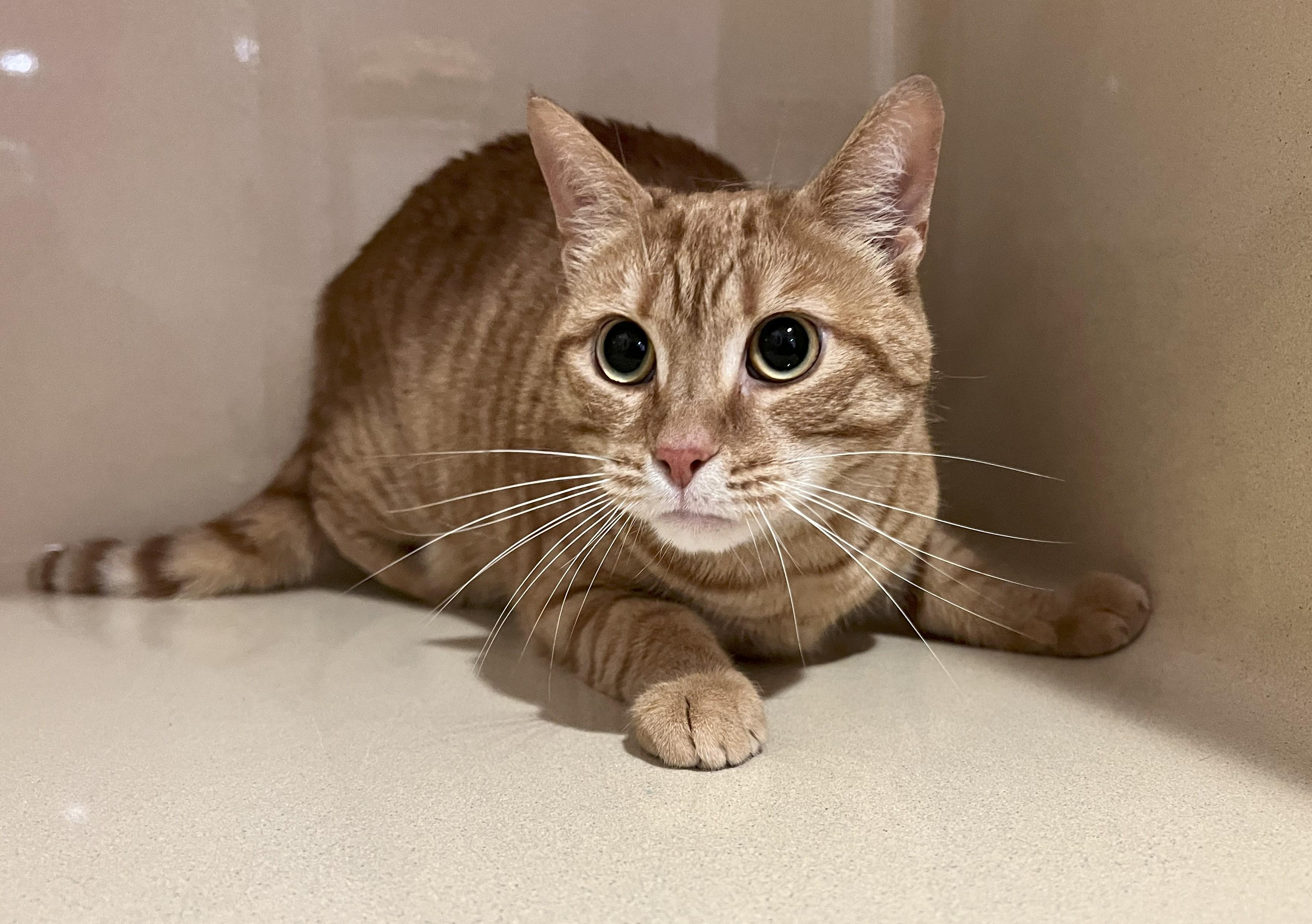 Pickles, Adult Female Domestic Short Hair