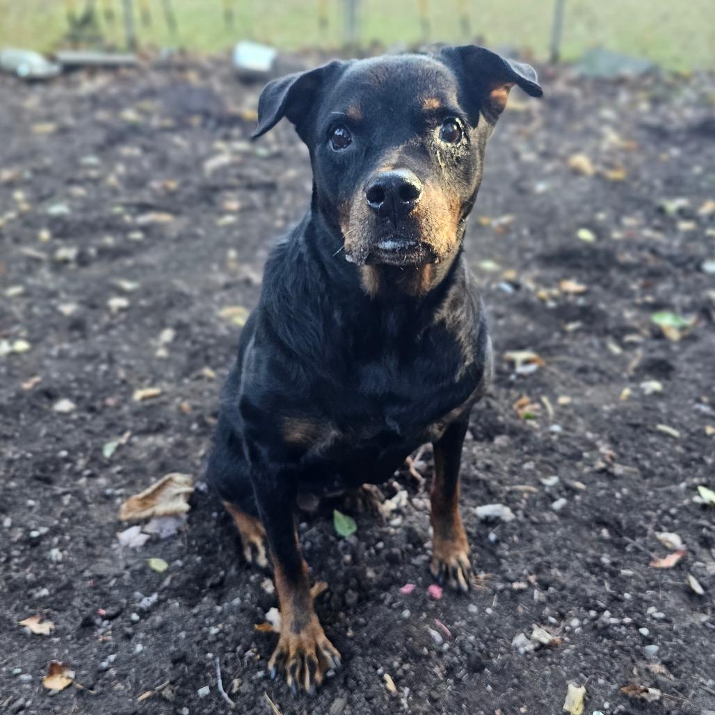 Roxie — thumbnail 2