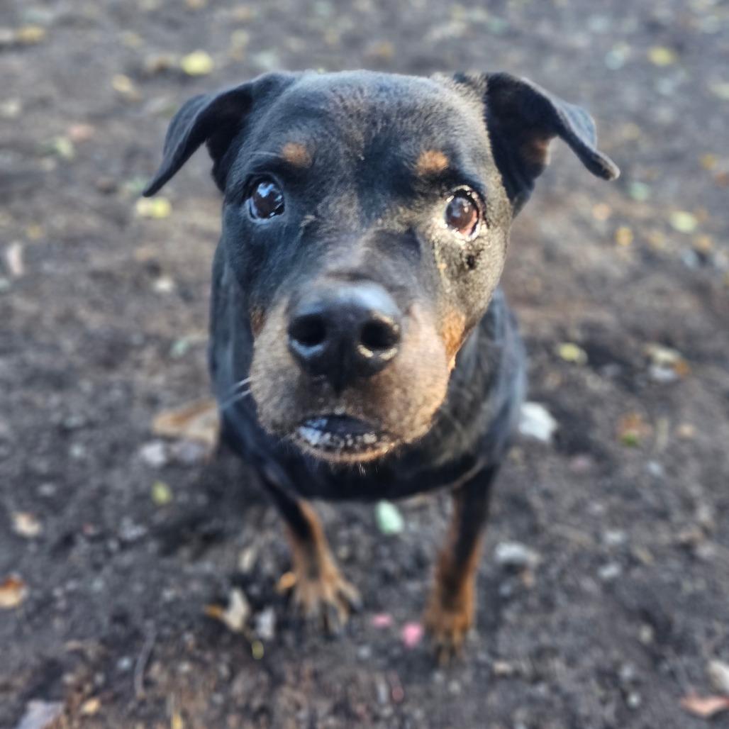 Roxie — thumbnail 4