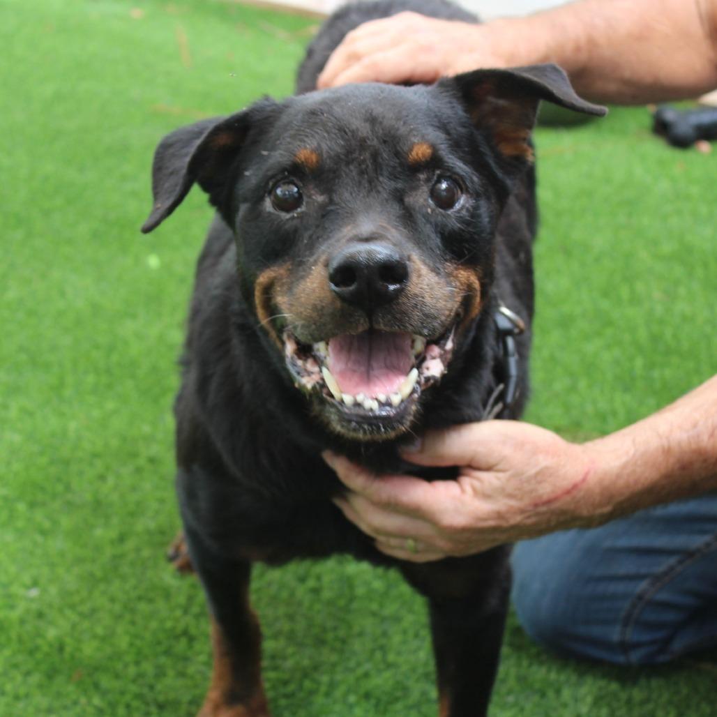 Roxie — thumbnail 5