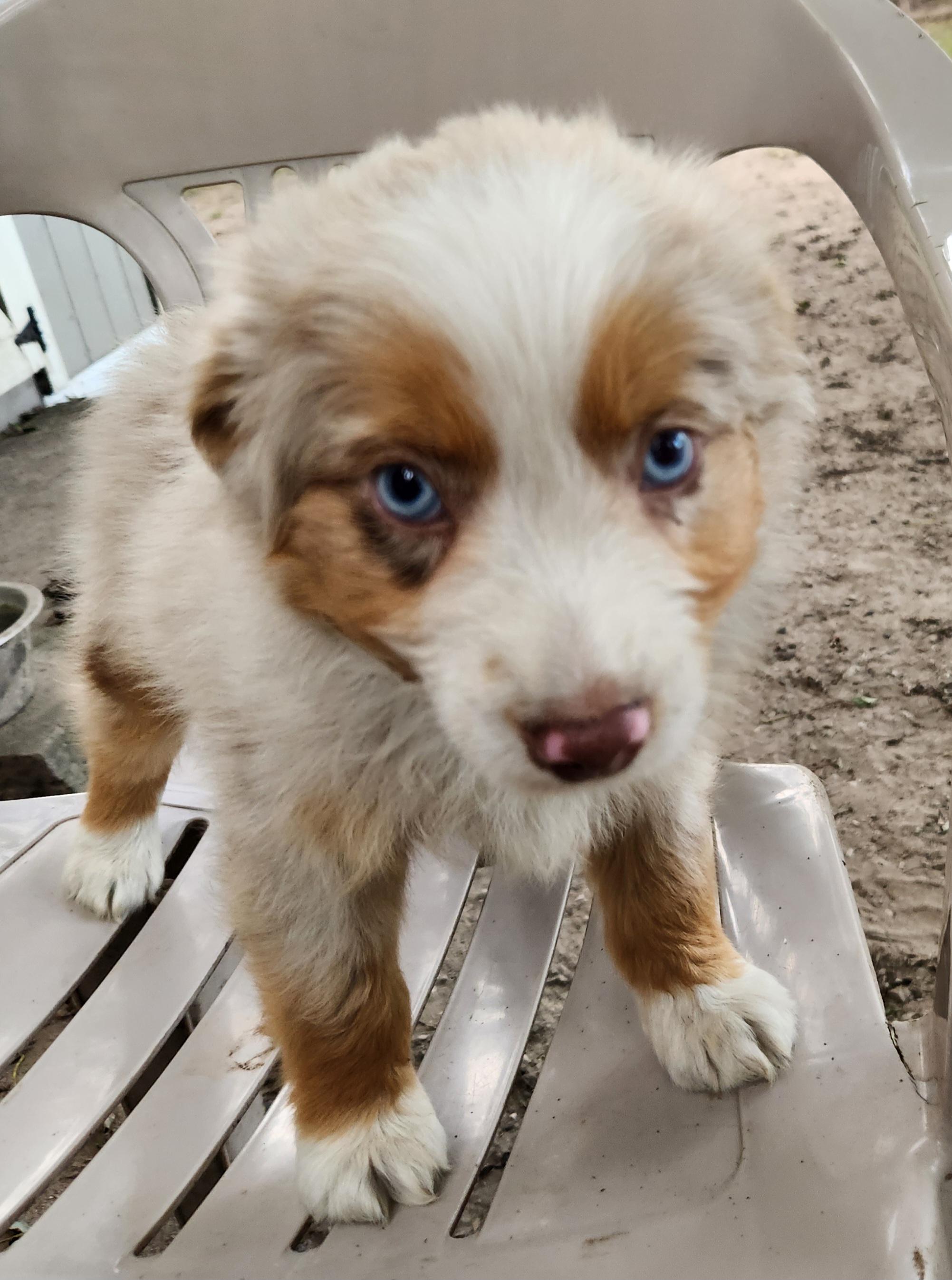Enlarge Storm, a Adopted Australian Shepherd in Liberty Center, OH image 2/6