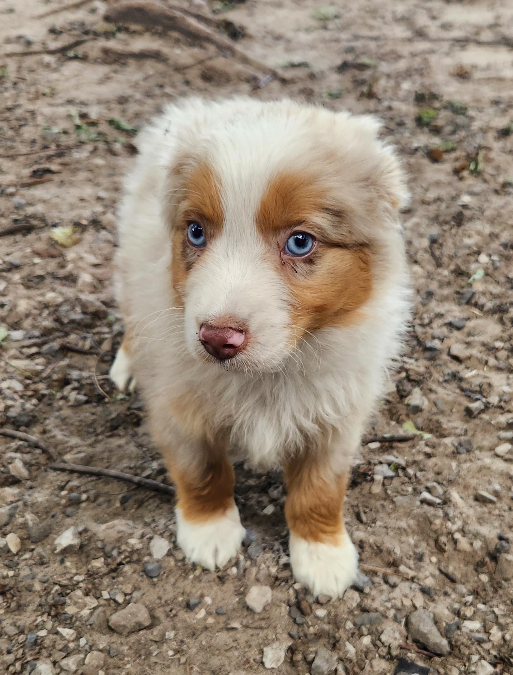 Enlarge Storm, a Adopted Australian Shepherd in Liberty Center, OH image 4/6