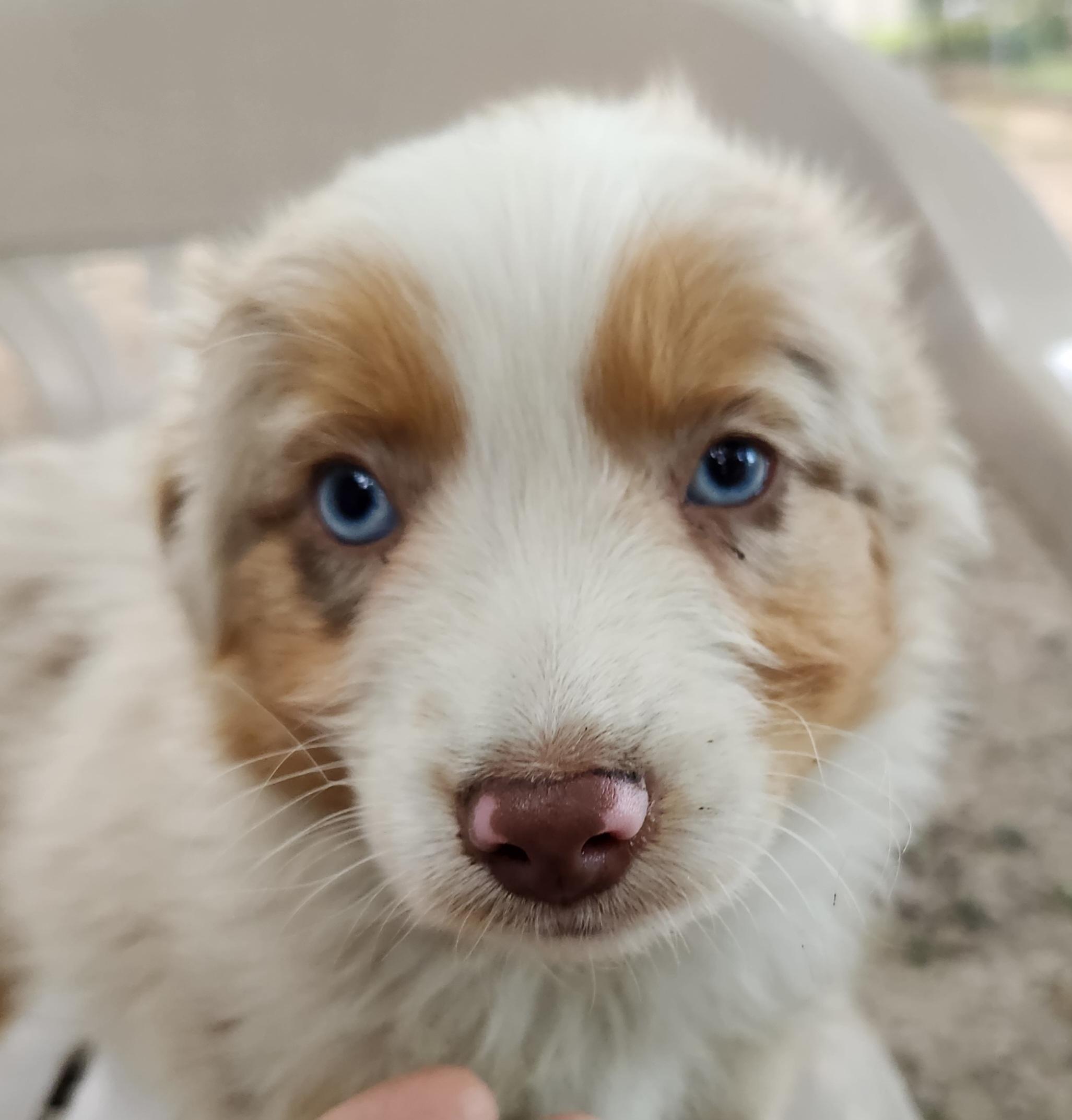 Enlarge Storm, a Adopted Australian Shepherd in Liberty Center, OH image 6/6