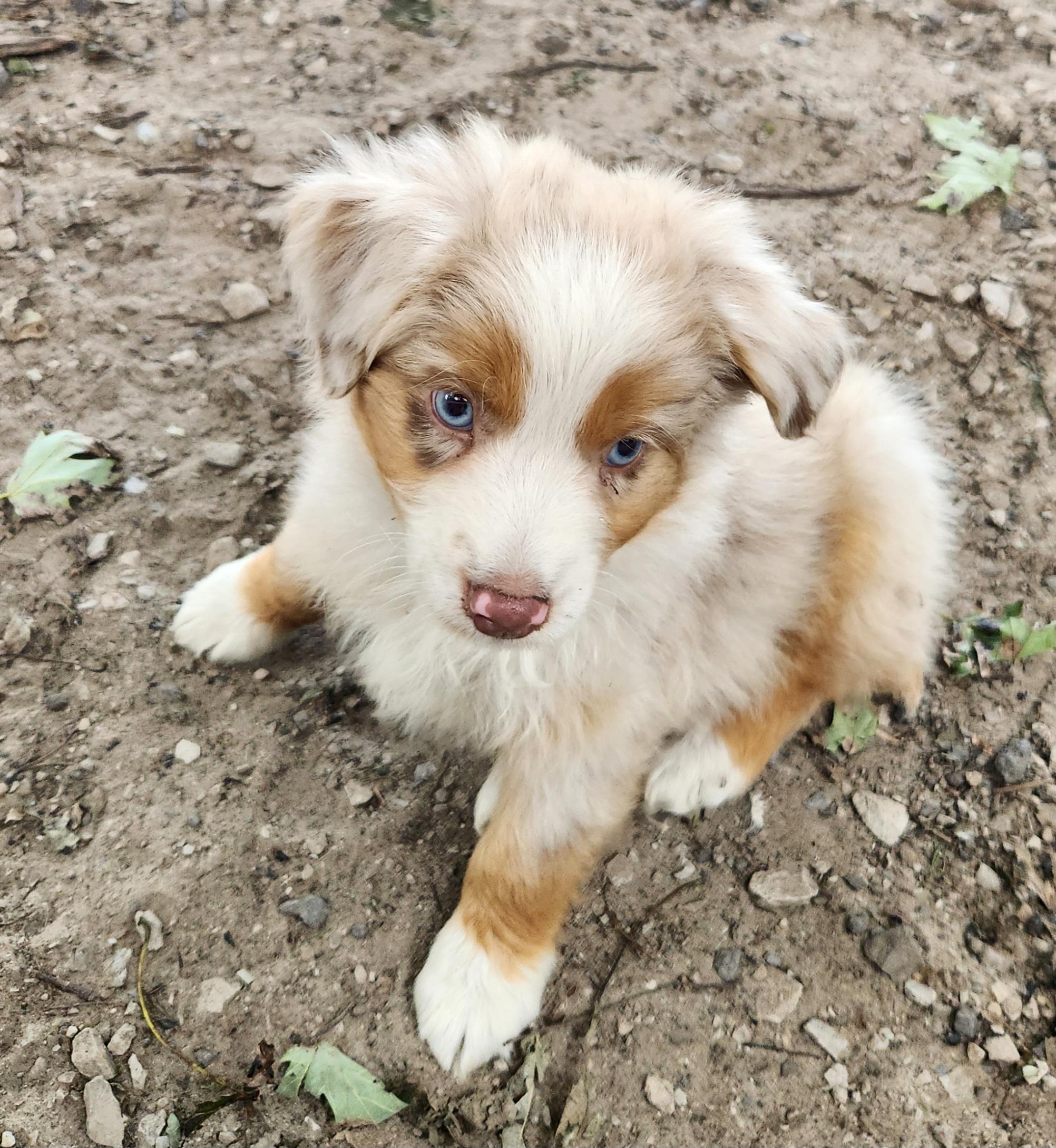 Enlarge Storm, a Adopted Australian Shepherd in Liberty Center, OH image 1/6