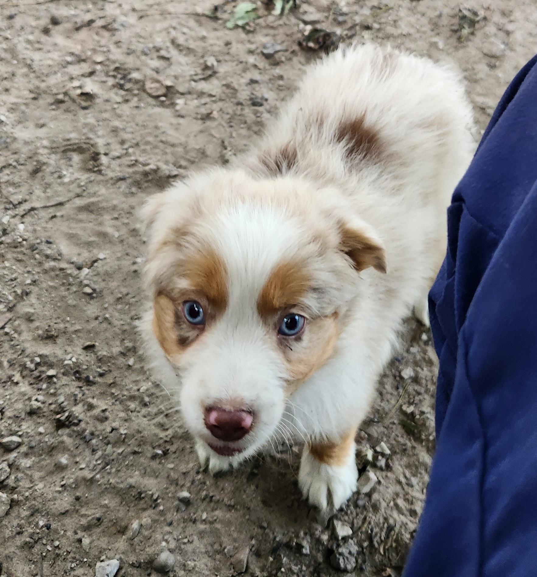 Enlarge Storm, a Adopted Australian Shepherd in Liberty Center, OH image 5/6