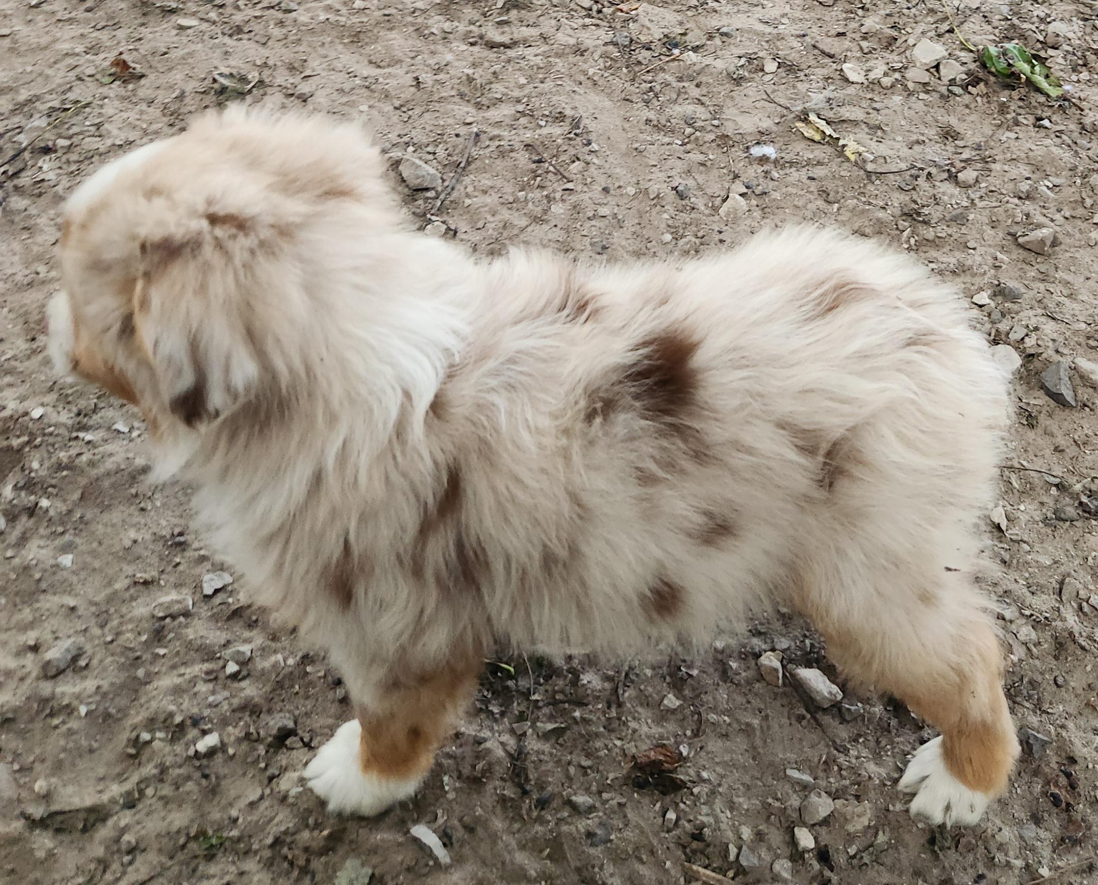 Enlarge Storm, a Adopted Australian Shepherd in Liberty Center, OH image 3/6
