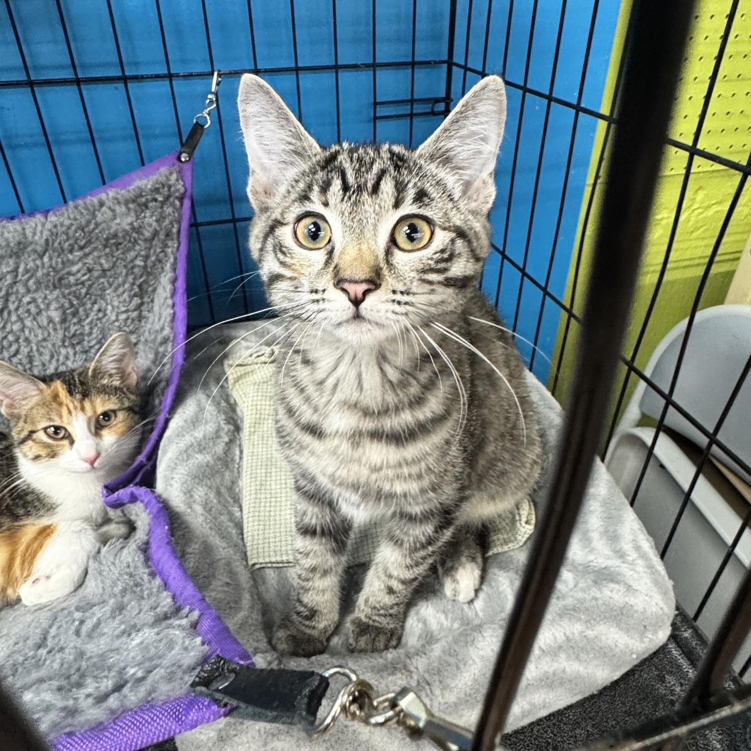 Durango, Adopted, Young Female Domestic Short Hair.