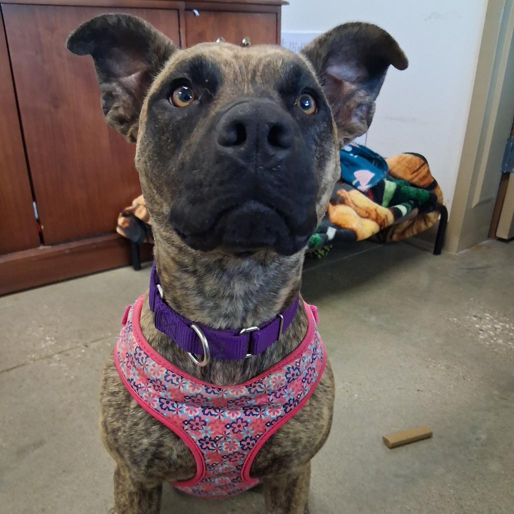 Enlarge Lilo, a Adoptable mixed breed in Vinita, OK image 1/6