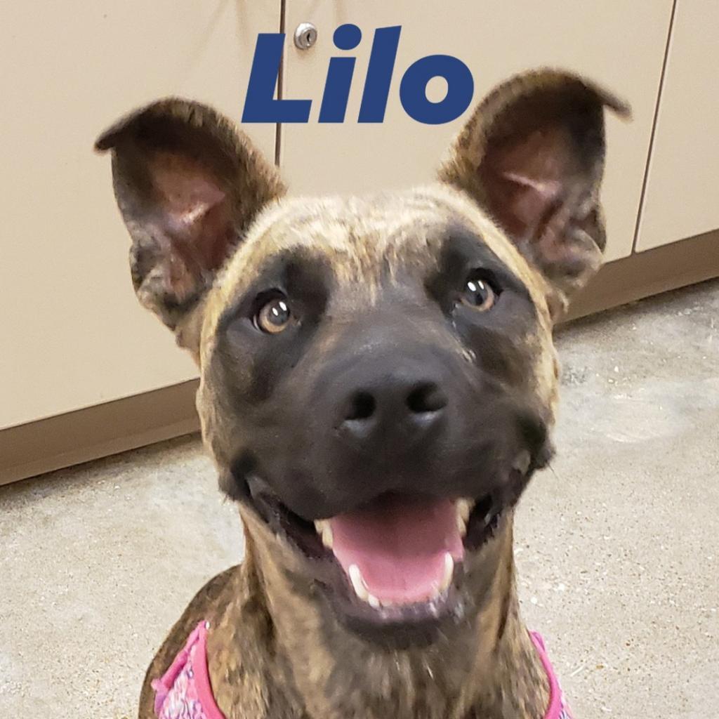 Lilo, Adoptable, Adult Female Black Mouth Cur & Terrier.